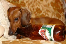snoop1.webp
