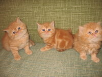 cats5week 004.jpg