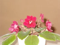 IM005440.webp