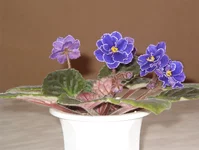 IM005442.webp