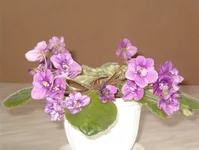 IM005443.webp