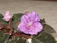 IM005446.webp