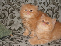 cats6week 007.jpg