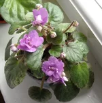 Honeysuckle Rose 1.webp