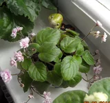 Robs vanilla trail1.webp