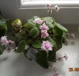 Robs vanilla trail2.webp