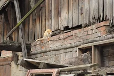 z_44cc803a.webp