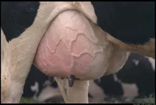 cow-udder-45.4.webp