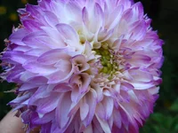 IMG_7851.webp