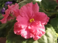 Alamo Flame_1591.webp