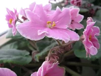Pink Amiss _1601.webp