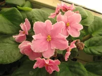Pink Amiss_1594.webp