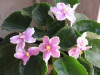 Rebel's Splatter Kake_1581.webp