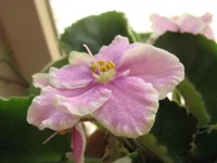 Rebel's Splatter Kake_1582.webp