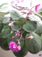 Sunrise Waltz_1595.webp