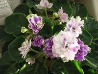 -Сливовый коктейль_1589.webp