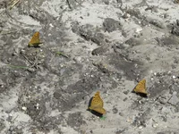 P1080481_hf.webp
