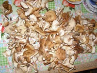 PA024270.webp