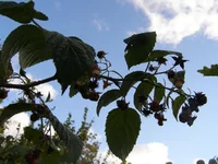 PA024246.webp