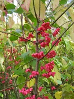 PA024238.webp