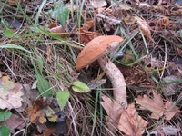 Copy of IMG_3115.webp