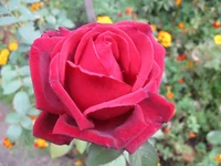 .webp