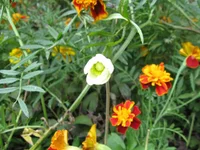 .webp