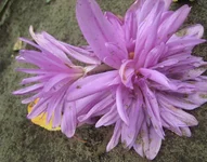 .webp