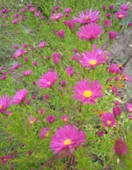 .webp