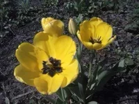 1jchge.webp