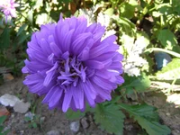P1011691.webp