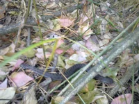 0797.webp