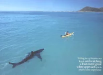 Shark-02.webp