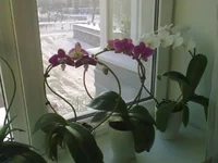 05012011198 - копия.webp