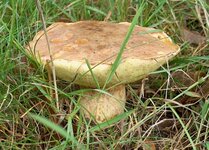 Boletus_impolitus_09Aug02_1a.jpg