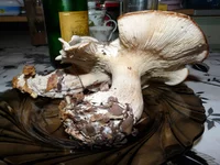 P1200180д.webp