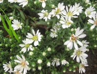 Snow Flury1.webp