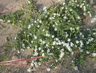 Snow Flury.webp