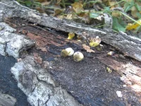 PICT0164.webp