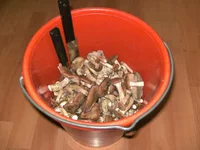 PICT0168.webp