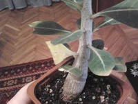 2011-10-11 19.28.19.webp