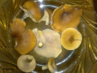 0850.webp