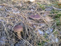 0833.webp