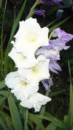 DSC09800.webp