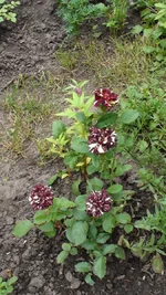 DSC09730.webp