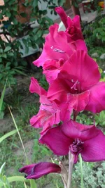 DSC09727.webp