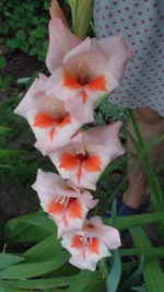 DSC09725.webp
