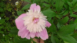 DSC08840.webp
