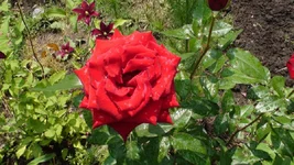 DSC08945.webp
