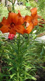 DSC08951.webp